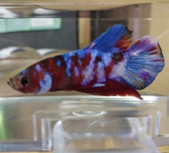 Kampfisk PKHM Galaxy Candy Han